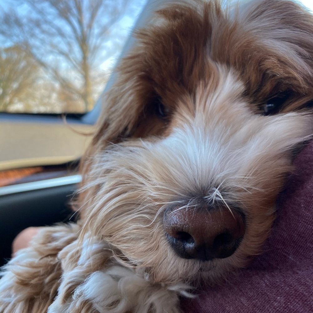 Meet your Posher, Chelsea